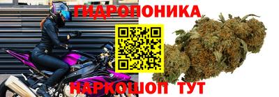 прущие грибы Гатчина